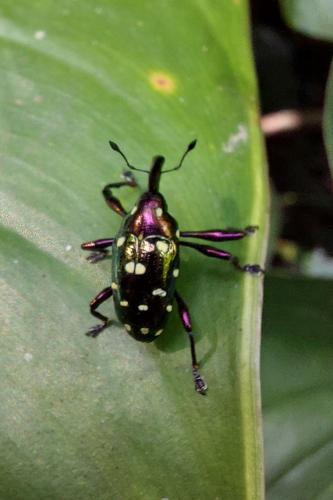Réf. 338 162 : Alcidodes sp.