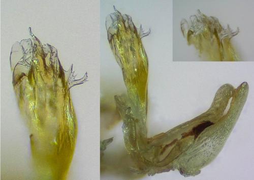 Leptoiulus belgicus
