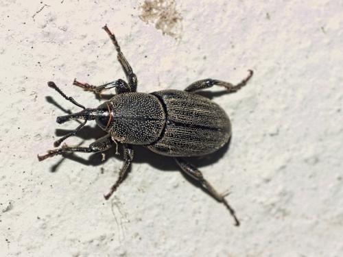 Sphenophorus striatopunctatus