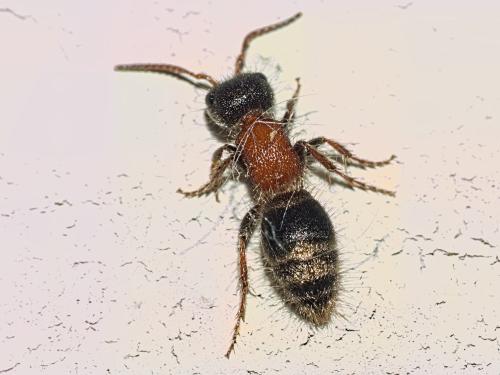 Réf. 338 087 : Myrmilla triareolata