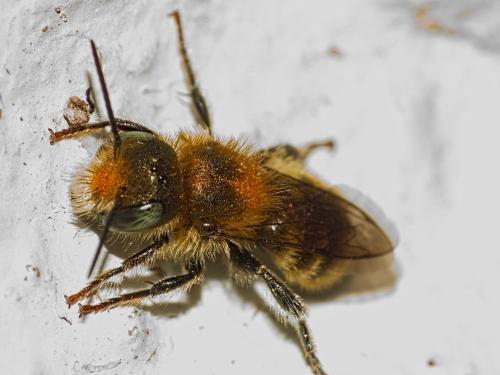 Osmia caerulescens