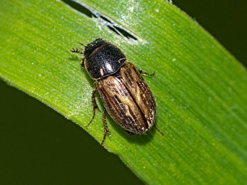 Réf. 338 092 : Melinopterus sp.