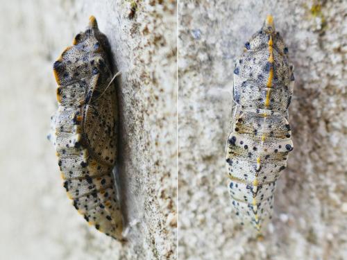 Pieris brassicae
