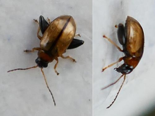 Réf. 338 186 : Longitarsus sp.