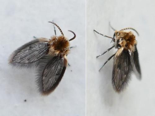 Réf. 338 176 : Philosepedon sp.