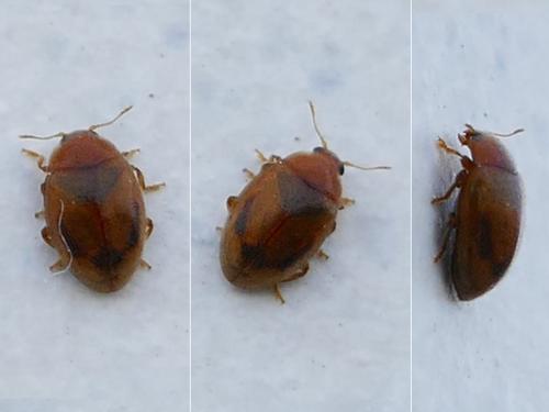 Rhyzobius litura