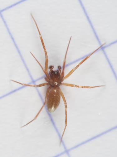 Lessertia dentichelis