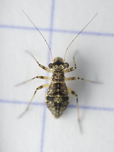 Réf. 338 997 : Mesopsocus fuscifrons