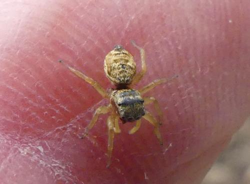 Réf. 338 147 : Heliophanus tribulosus