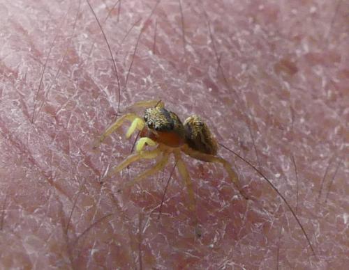 Heliophanus tribulosus