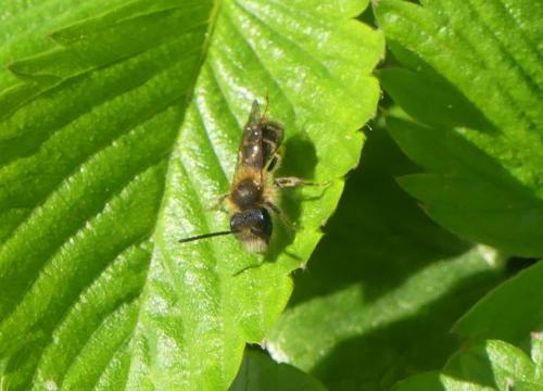 Andrena sp.
