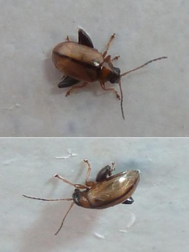 Longitarsus sp.