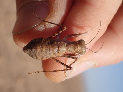 Eremiaphila sp.
