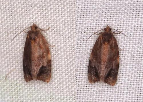 Réf. 338 049 : Ditula angustiorana