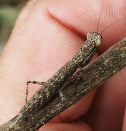 Tarachodinae