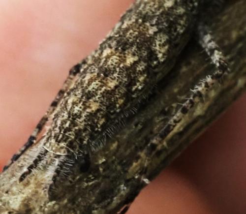 Tarachodinae