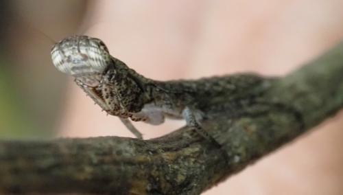 Réf. 338 969 : Tarachodinae inconnu