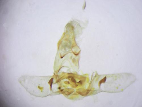Agonopterix pallorella