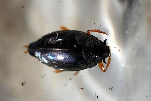 Réf. 338 532 : Gyrinus sp.