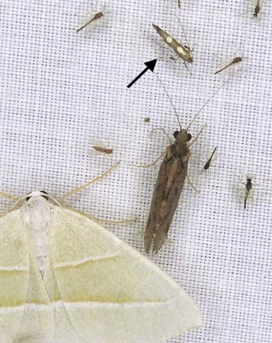 Réf. 338 048 : Calybites phasianipennella