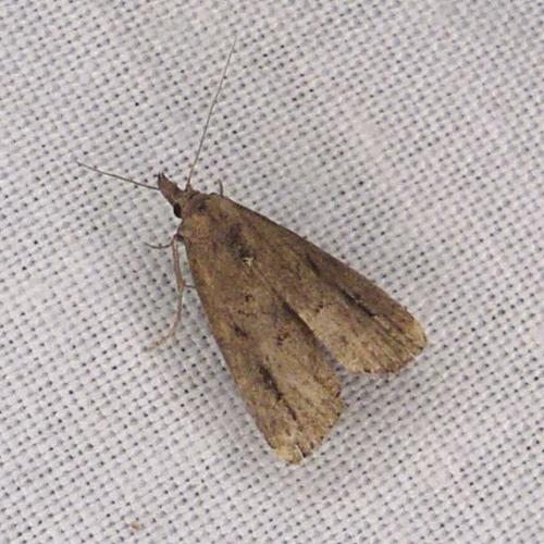 Schrankia costaestrigalis