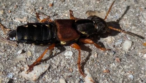 Réf. 338 499 : Staphylinus dimidiaticornis