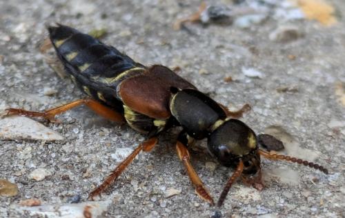 Réf. 338 497 : Staphylinus dimidiaticornis