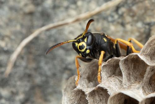 Polistes (biglumis)