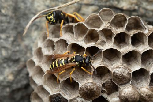 Polistes (biglumis)