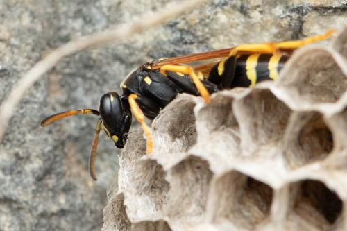 Polistes (biglumis)