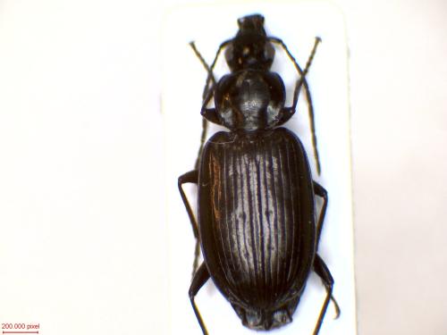 Réf. 338 058 : Agonum monachum