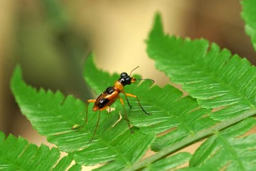 Therates pseudosemperi