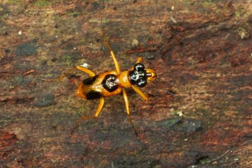 Therates pseudosemperi