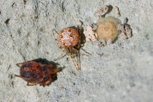 Réf. 338 598 : Theridion sp.