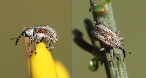 Exapion fuscirostre