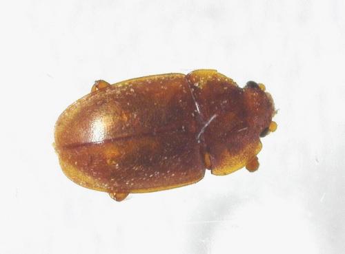 Réf. 338 537 : Epuraea sp.
