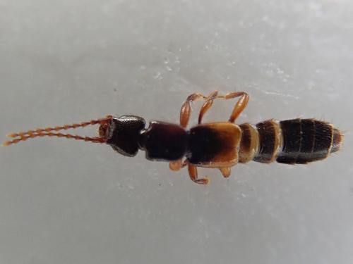 Achenium depressum