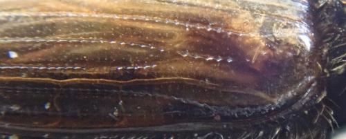Melinopterus tingens