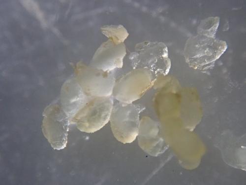Melinopterus tingens
