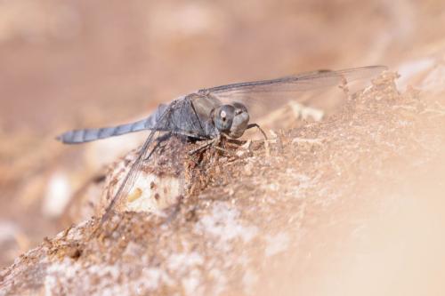 Orthetrum sp.