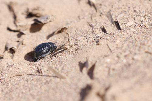 Réf. 338 096 : Pimelia angulata