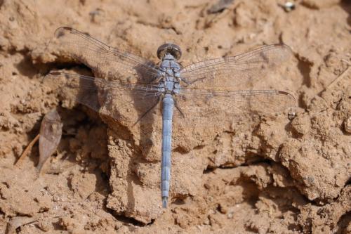 Réf. 338 095 : Orthetrum ransonnetii