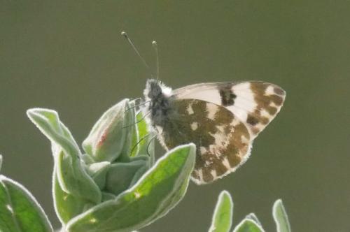 Réf. 338 022 : Pontia daplidice