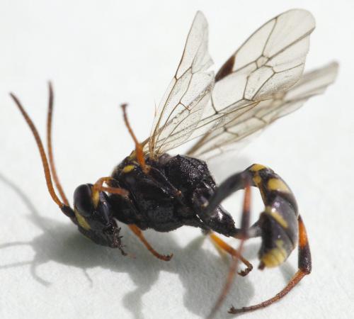 Réf. 338 501 : Listrodromus nycthemerus