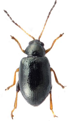 Aphthona euphorbiae