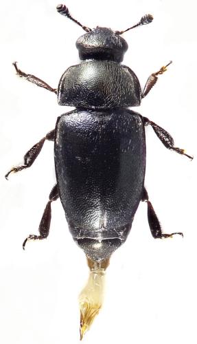 Brassicogethes sp.