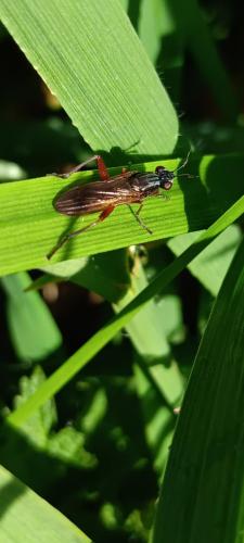 Sepedon sphegea