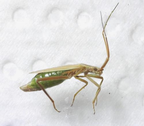 Réf. 338 510 : Notostira elongata