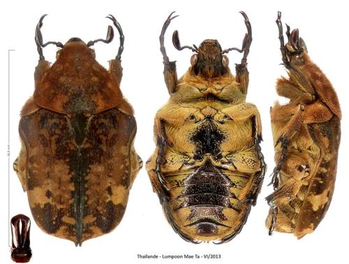 Réf. 338 185 : Protaetia ventralis