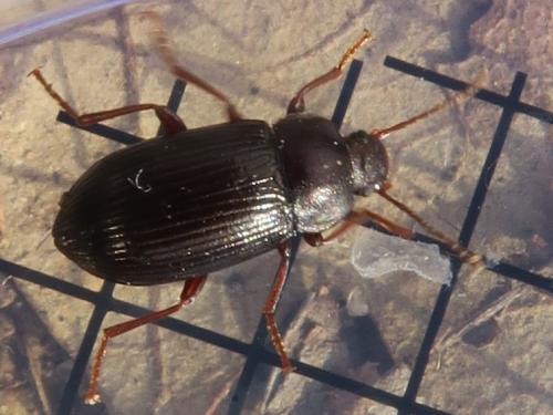 Réf. 338 152 : Nalassus sp.
